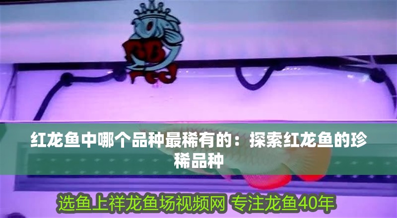 紅龍魚中哪個品種最稀有的：探索紅龍魚的珍稀品種