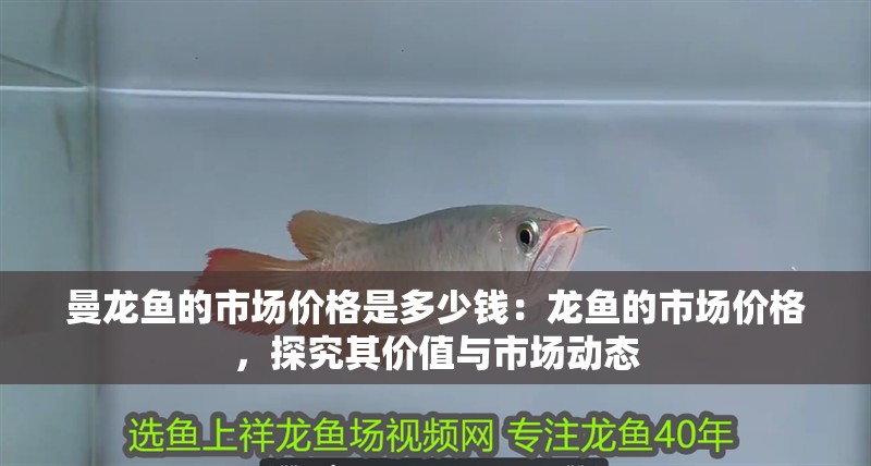 曼龍魚的市場價格是多少錢：龍魚的市場價格，探究其價值與市場動態
