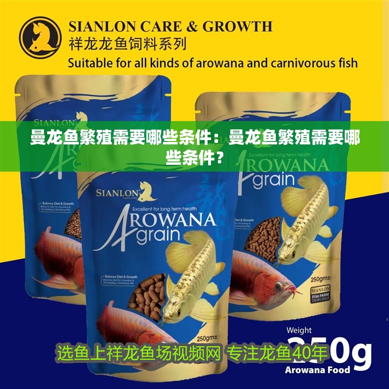 曼龍魚繁殖需要哪些條件：曼龍魚繁殖需要哪些條件？