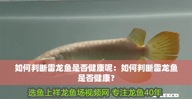 如何判斷雷龍魚是否健康呢：如何判斷雷龍魚是否健康？