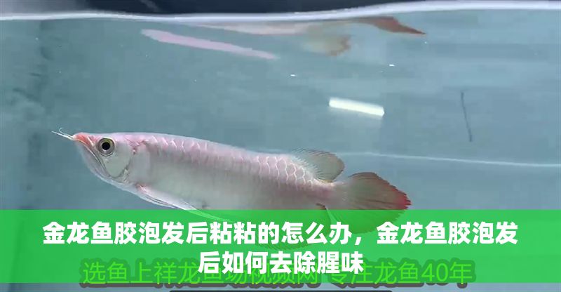 金龍魚膠泡發后粘粘的怎么辦，金龍魚膠泡發后如何去除腥味 金龍魚膠泡發后粘粘的怎么辦，金龍魚膠泡發后如何去除腥味 龍魚百科 第6張