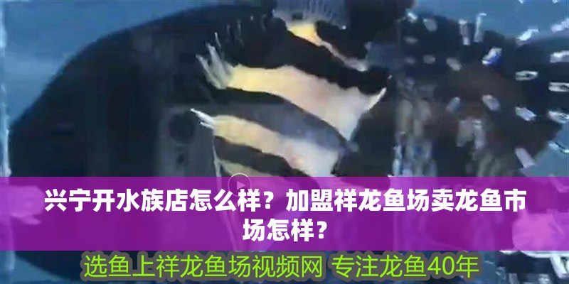 興寧開水族店怎么樣？加盟祥龍魚場賣龍魚市場怎樣？ 興寧開水族店怎么樣？加盟祥龍魚場賣龍魚市場怎樣？ 水族館百科（水族館加盟）