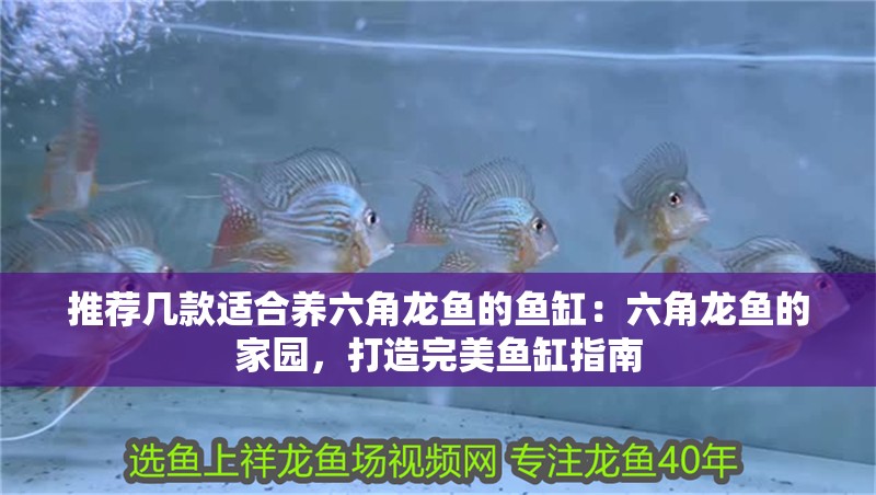 推薦幾款適合養(yǎng)六角龍魚的魚缸：六角龍魚的家園，打造完美魚缸指南
