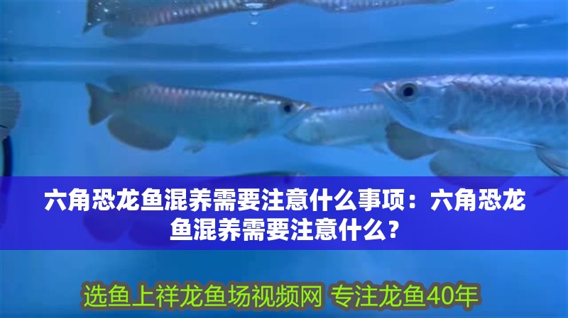 六角恐龍魚混養(yǎng)需要注意什么事項：六角恐龍魚混養(yǎng)需要注意什么？