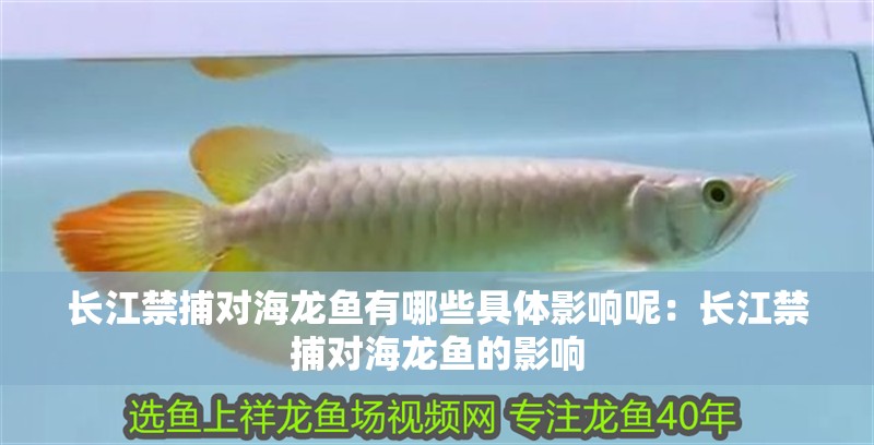 長江禁捕對海龍魚有哪些具體影響呢：長江禁捕對海龍魚的影響