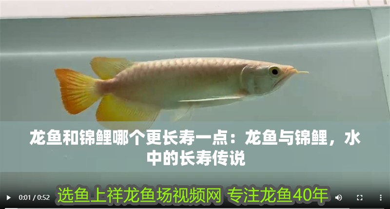 龍魚和錦鯉哪個更長壽一點：龍魚與錦鯉，水中的長壽傳說