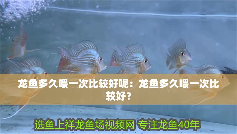 龍魚多久喂一次比較好呢：龍魚多久喂一次比較好？