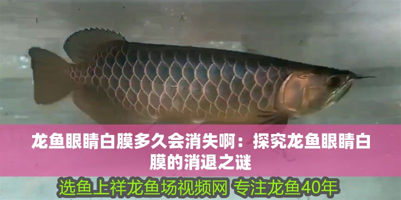 龍魚眼睛白膜多久會消失?。禾骄魁堲~眼睛白膜的消退之謎