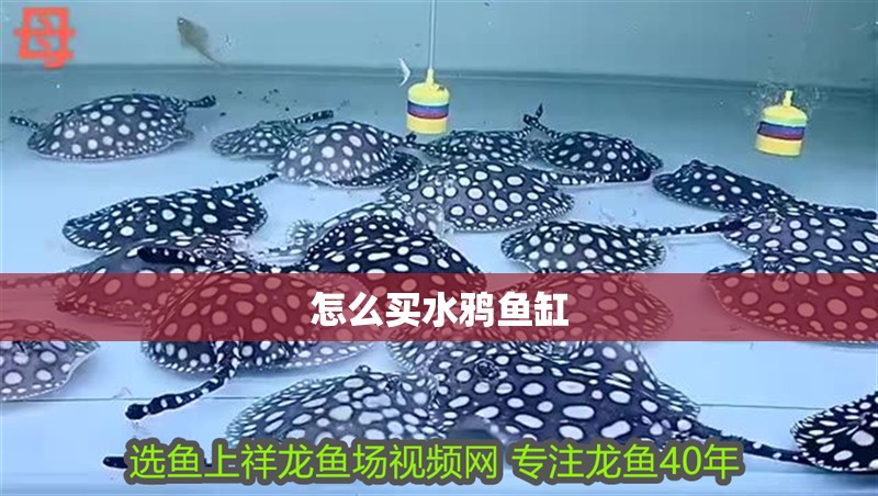 怎么買水鴉魚缸