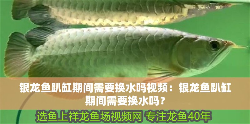 銀龍魚趴缸期間需要換水嗎視頻：銀龍魚趴缸期間需要換水嗎？