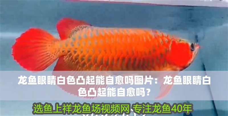 龍魚眼睛白色凸起能自愈嗎圖片：龍魚眼睛白色凸起能自愈嗎？