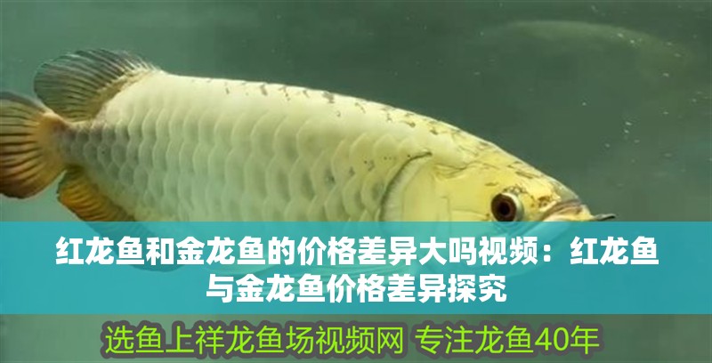 紅龍魚和金龍魚的價格差異大嗎視頻：紅龍魚與金龍魚價格差異探究