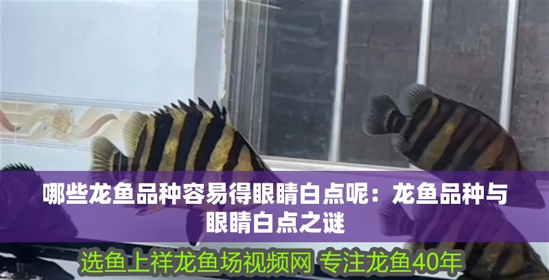哪些龍魚品種容易得眼睛白點呢：龍魚品種與眼睛白點之謎