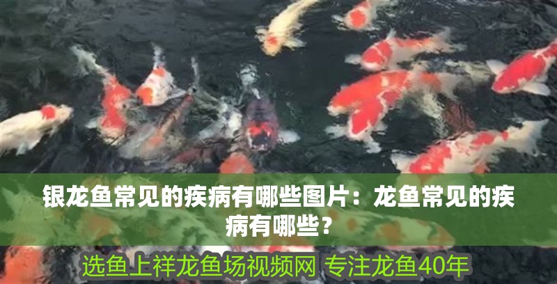 銀龍魚常見的疾病有哪些圖片：龍魚常見的疾病有哪些？