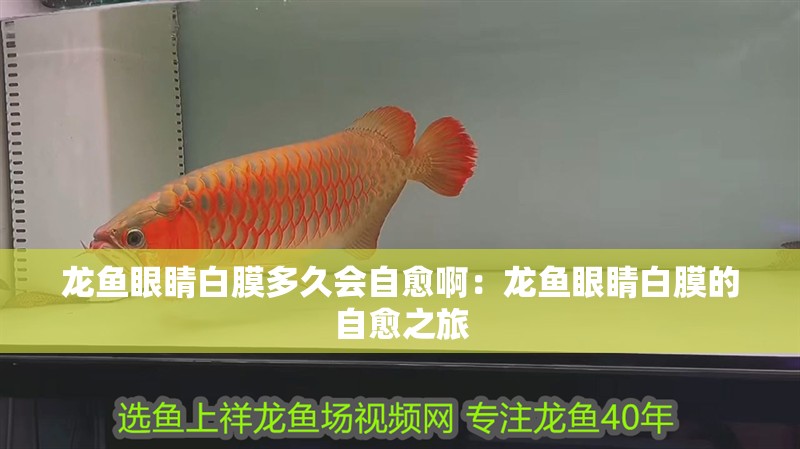 龍魚(yú)眼睛白膜多久會(huì)自愈啊：龍魚(yú)眼睛白膜的自愈之旅