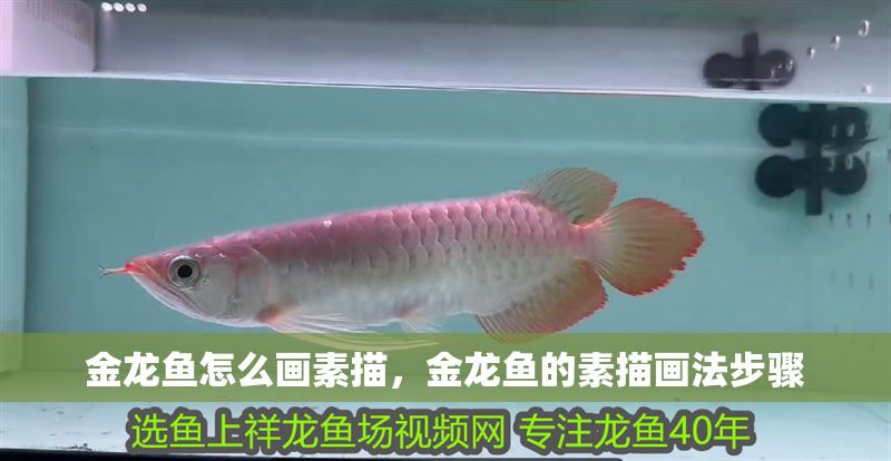 金龍魚怎么畫素描，金龍魚的素描畫法步驟