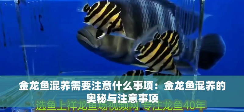 金龍魚混養需要注意什么事項：金龍魚混養的奧秘與注意事項