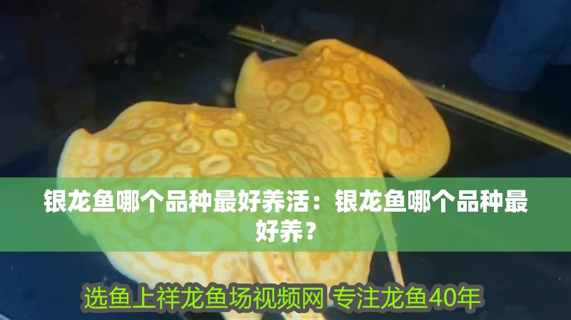 銀龍魚哪個品種最好養(yǎng)活：銀龍魚哪個品種最好養(yǎng)？