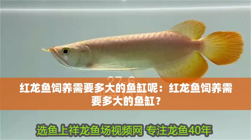 紅龍魚飼養需要多大的魚缸呢：紅龍魚飼養需要多大的魚缸？