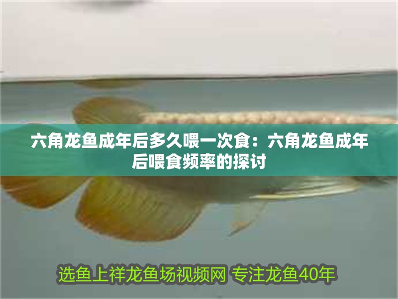 六角龍魚成年后多久喂一次食：六角龍魚成年后喂食頻率的探討 六角龍魚成年后多久喂一次食：六角龍魚成年后喂食頻率的探討 水族問答