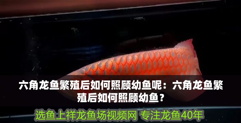 六角龍魚繁殖后如何照顧幼魚呢：六角龍魚繁殖后如何照顧幼魚？