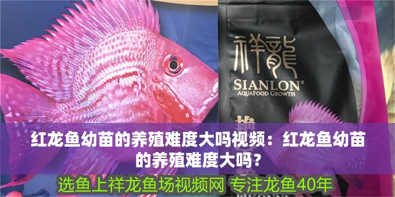 紅龍魚幼苗的養殖難度大嗎視頻：紅龍魚幼苗的養殖難度大嗎？ 紅龍魚幼苗的養殖難度大嗎視頻：紅龍魚幼苗的養殖難度大嗎？ 水族問答