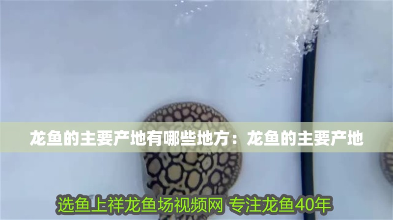龍魚(yú)的主要產(chǎn)地有哪些地方：龍魚(yú)的主要產(chǎn)地