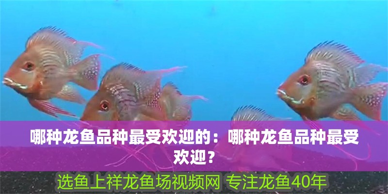 哪種龍魚品種最受歡迎的：哪種龍魚品種最受歡迎？