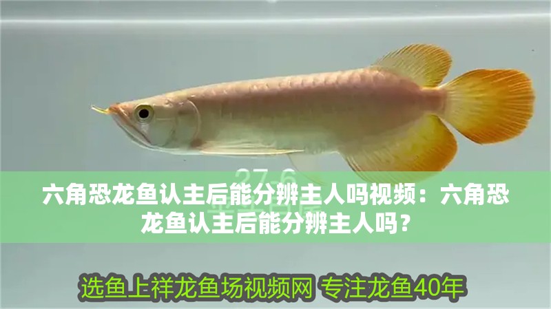 六角恐龍魚認主后能分辨主人嗎視頻：六角恐龍魚認主后能分辨主人嗎？