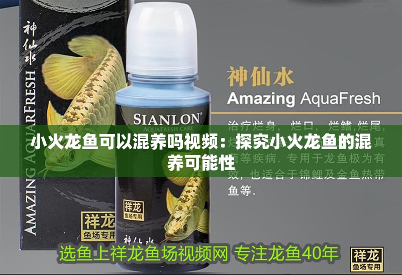 小火龍魚(yú)可以混養(yǎng)嗎視頻：探究小火龍魚(yú)的混養(yǎng)可能性