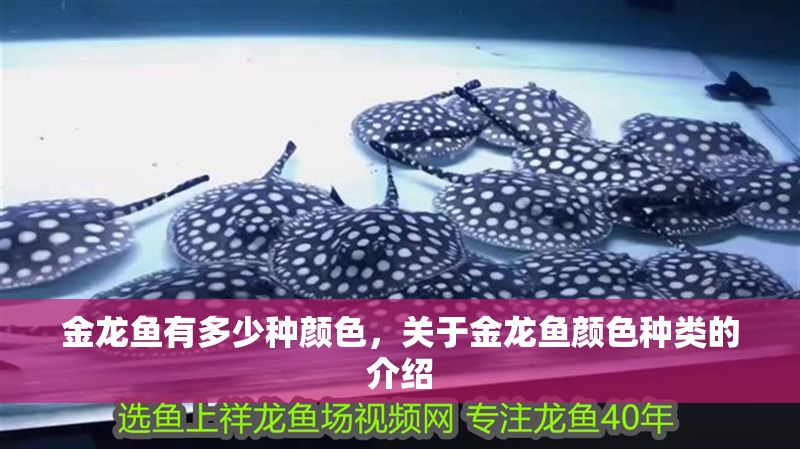 金龍魚有多少種顏色，關于金龍魚顏色種類的介紹 金龍魚有多少種顏色，關于金龍魚顏色種類的介紹 龍魚百科 第2張