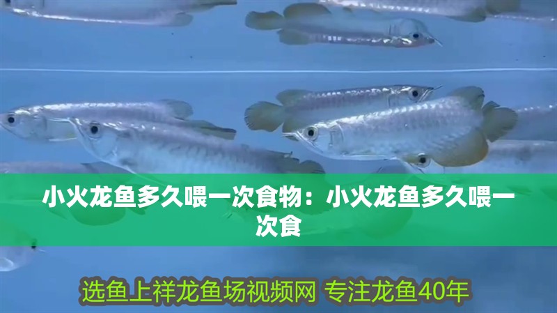 小火龍魚多久喂一次食物：小火龍魚多久喂一次食