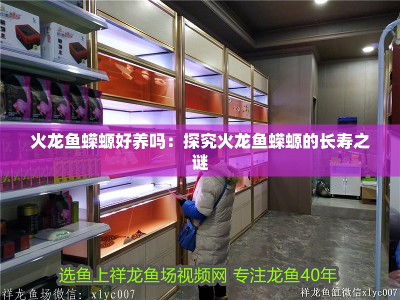 火龍魚蠑螈好養嗎：探究火龍魚蠑螈的長壽之謎 火龍魚蠑螈好養嗎：探究火龍魚蠑螈的長壽之謎 水族問答