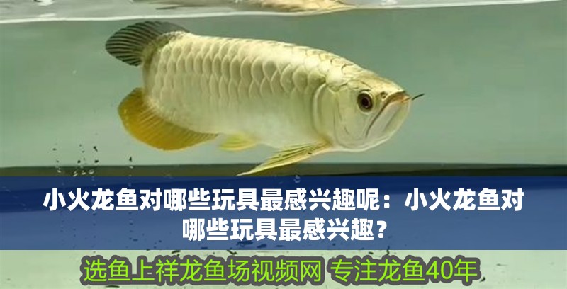 小火龍魚對(duì)哪些玩具最感興趣呢：小火龍魚對(duì)哪些玩具最感興趣？