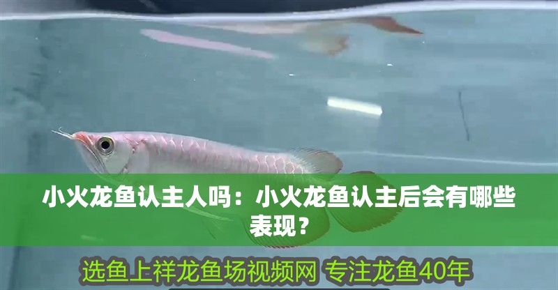 小火龍魚認(rèn)主人嗎：小火龍魚認(rèn)主后會有哪些表現(xiàn)？