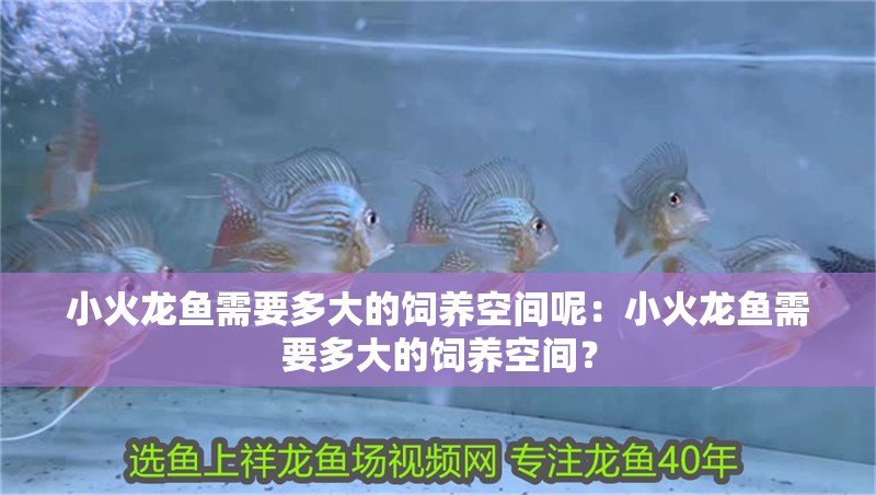 小火龍魚需要多大的飼養(yǎng)空間呢：小火龍魚需要多大的飼養(yǎng)空間？