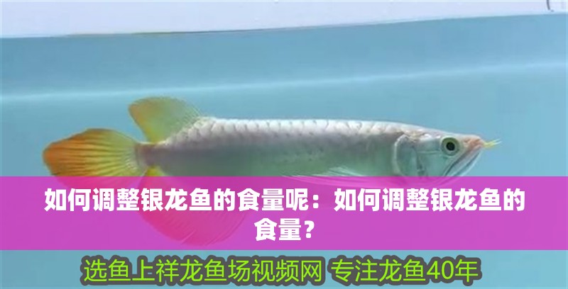 如何調(diào)整銀龍魚的食量呢：如何調(diào)整銀龍魚的食量？ 如何調(diào)整銀龍魚的食量呢：如何調(diào)整銀龍魚的食量？ 水族問答