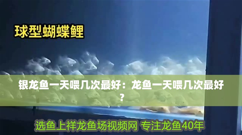 銀龍魚一天喂幾次最好：龍魚一天喂幾次最好？ 銀龍魚一天喂幾次最好：龍魚一天喂幾次最好？ 水族問答
