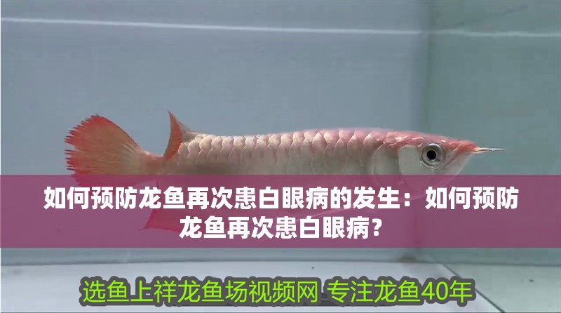 如何預(yù)防龍魚再次患白眼病的發(fā)生：如何預(yù)防龍魚再次患白眼??？ 如何預(yù)防龍魚再次患白眼病的發(fā)生：如何預(yù)防龍魚再次患白眼?。?水族問答