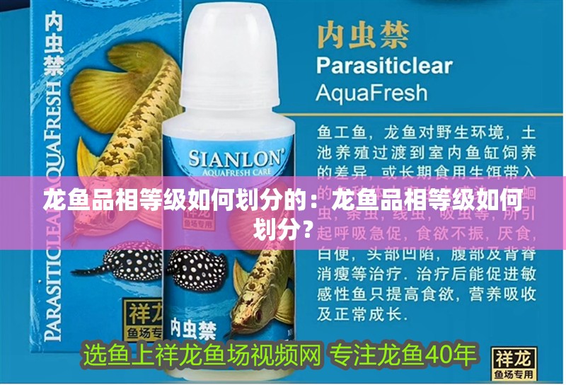 龍魚品相等級如何劃分的：龍魚品相等級如何劃分？