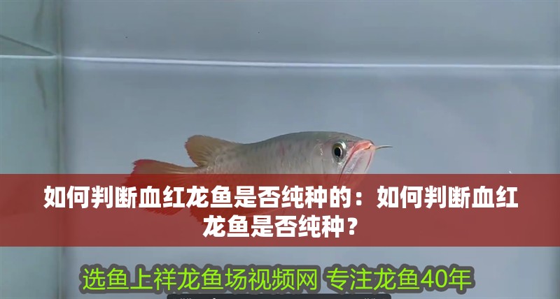 如何判斷血紅龍魚是否純種的：如何判斷血紅龍魚是否純種？