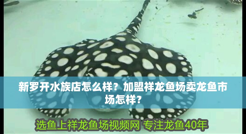 新羅開水族店怎么樣？加盟祥龍魚場賣龍魚市場怎樣？