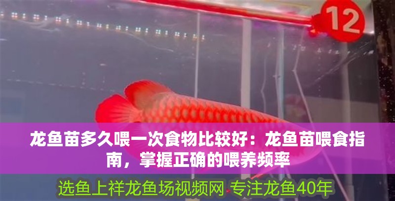 龍魚苗多久喂一次食物比較好：龍魚苗喂食指南，掌握正確的喂養頻率