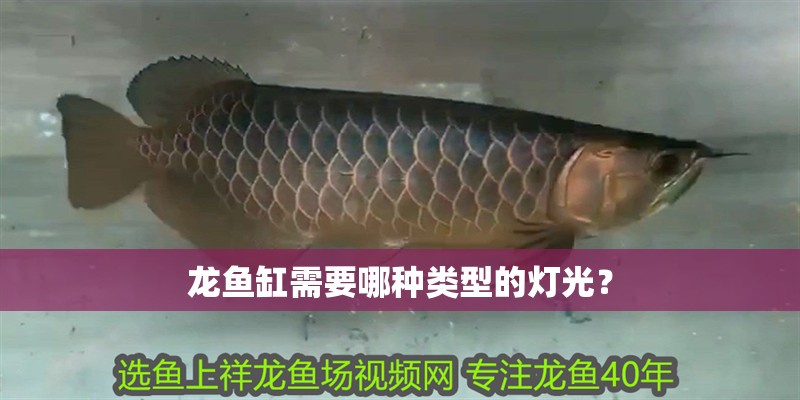 龍魚缸需要哪種類型的燈光？ 龍魚缸需要哪種類型的燈光？ 龍魚百科