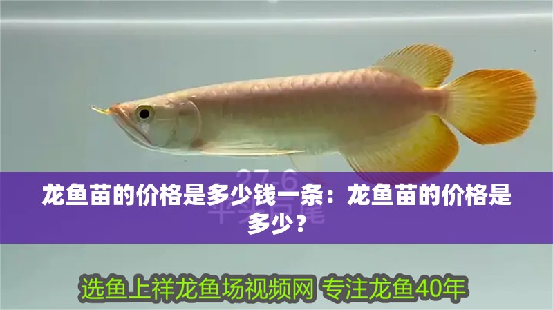 龍魚苗的價(jià)格是多少錢一條：龍魚苗的價(jià)格是多少？