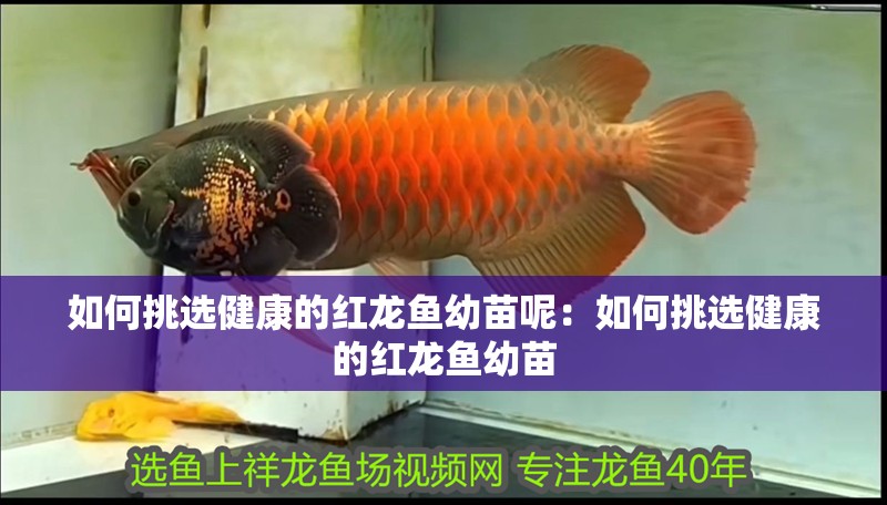 如何挑選健康的紅龍魚幼苗呢：如何挑選健康的紅龍魚幼苗