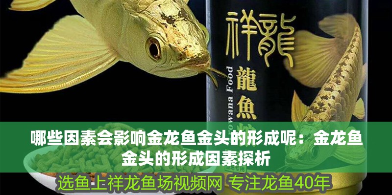 哪些因素會影響金龍魚金頭的形成呢：金龍魚金頭的形成因素探析
