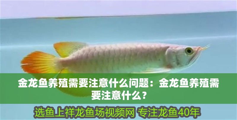 金龍魚養殖需要注意什么問題：金龍魚養殖需要注意什么？