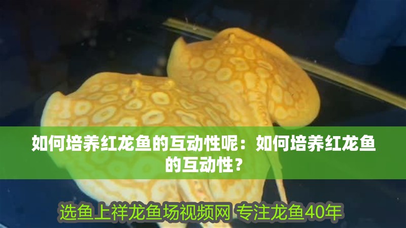 如何培養紅龍魚的互動性呢：如何培養紅龍魚的互動性？