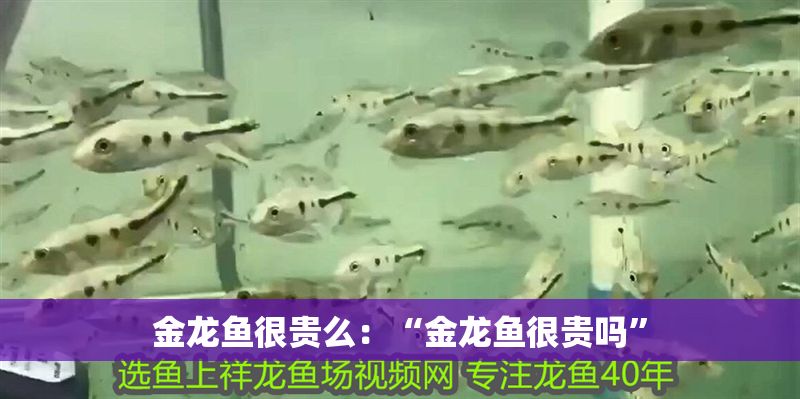 金龍魚很貴么：“金龍魚很貴嗎”